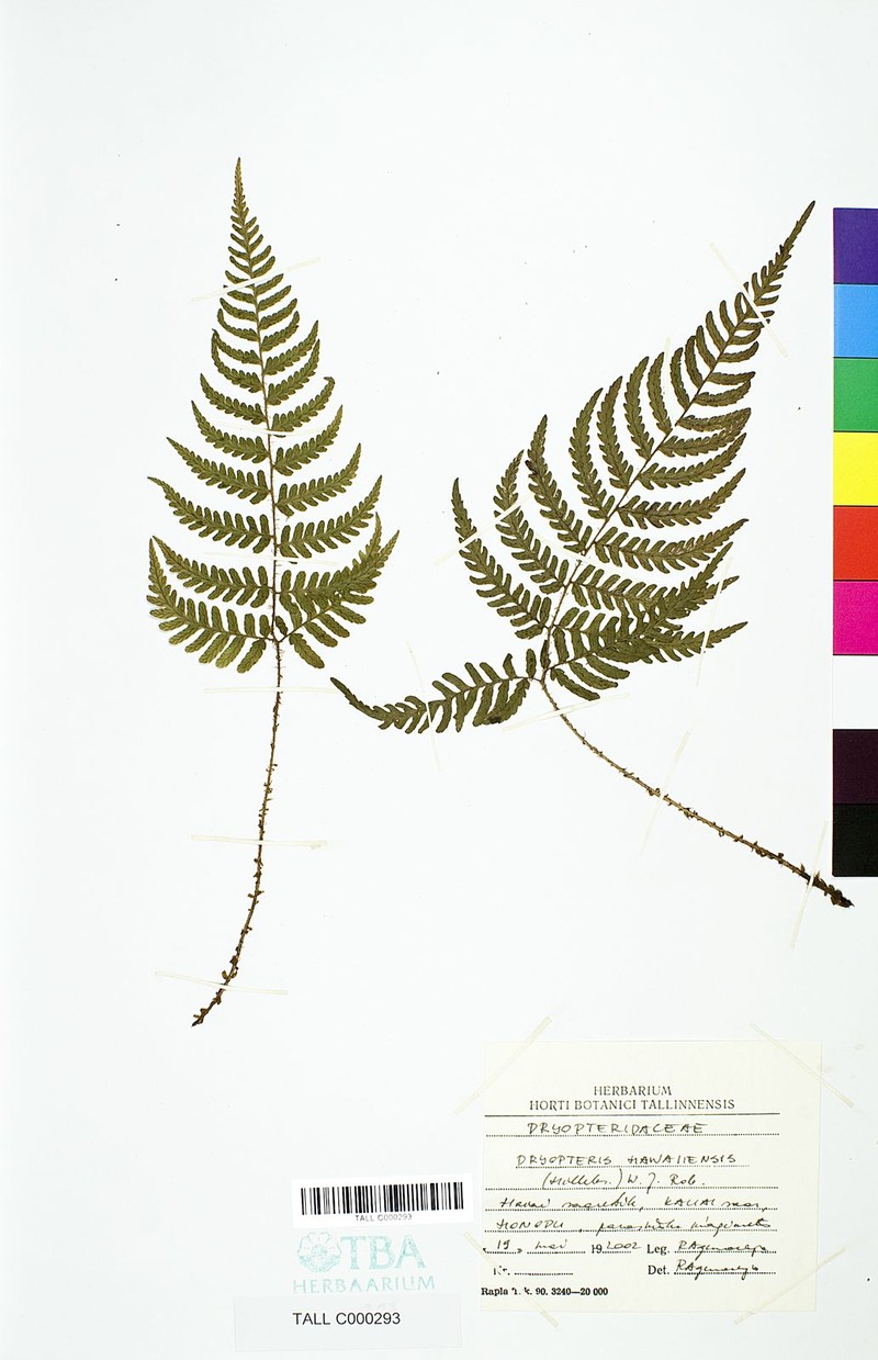 Hawai'I Woodfern photo 3