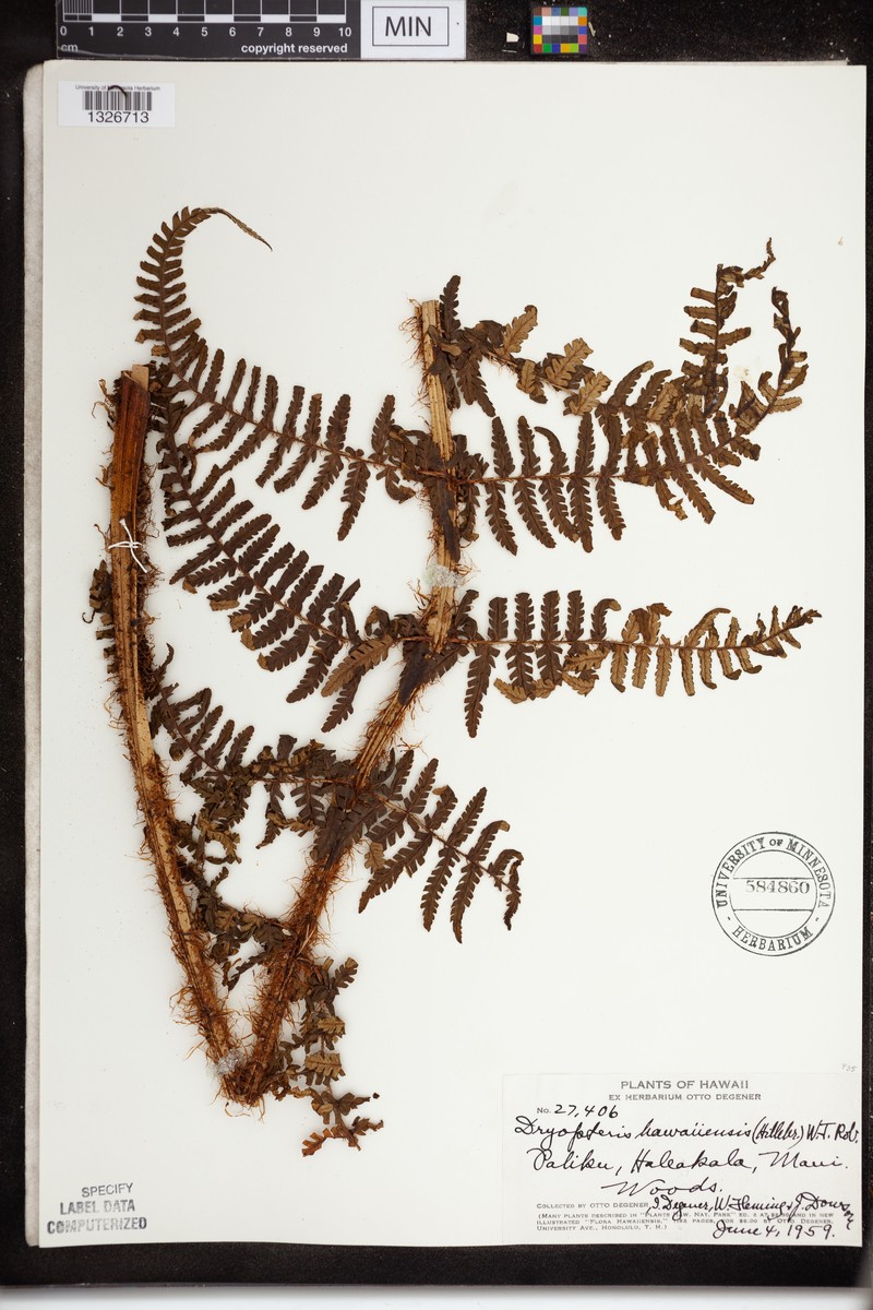Hawai'I Woodfern photo 4