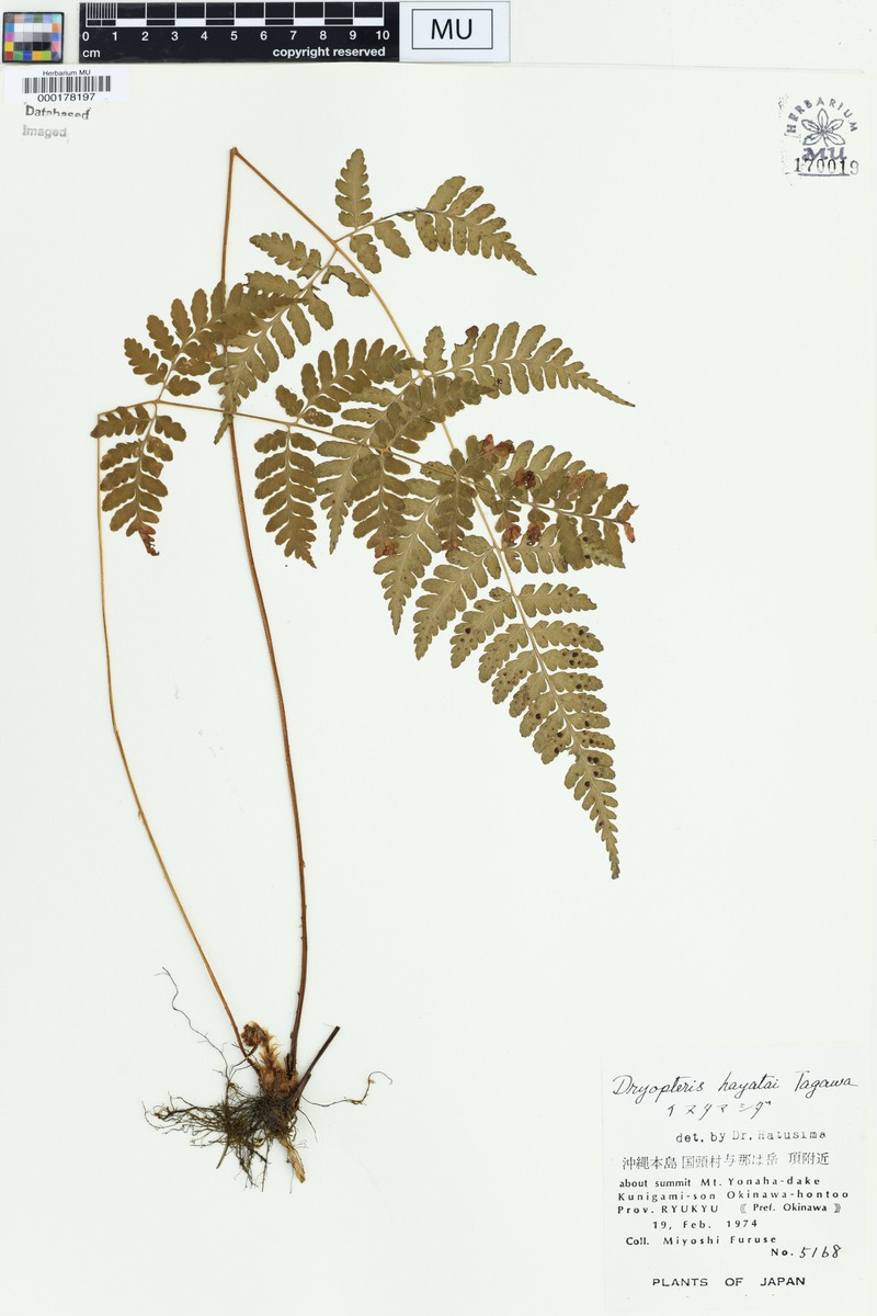 Dryopteris hayatae
