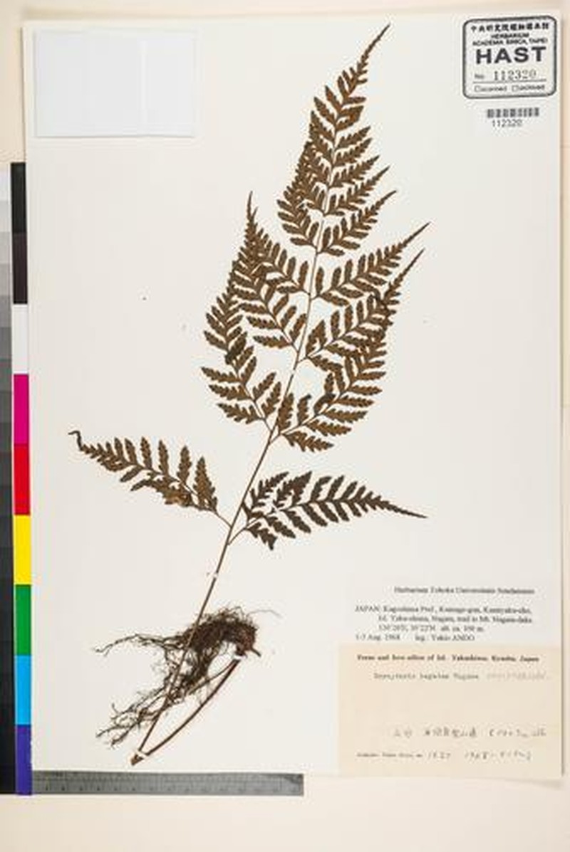 Dryopteris hayatae photo 2