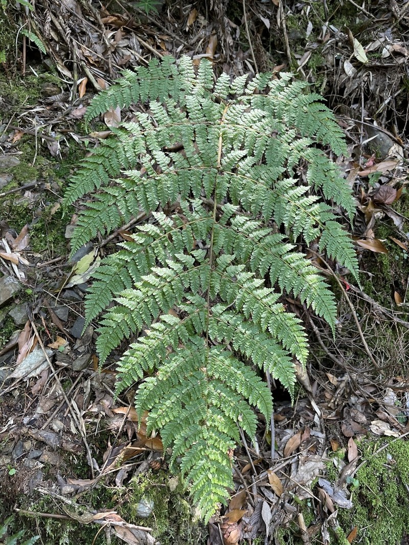 Dryopteris hendersonii photo 2