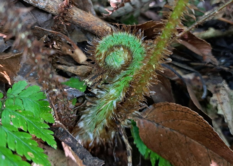 Dryopteris hendersonii photo 3