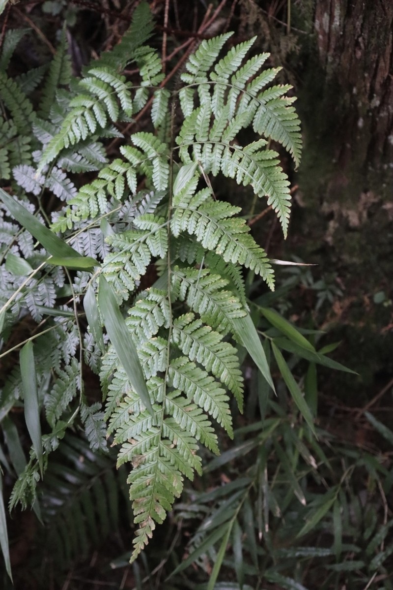 Dryopteris hendersonii photo 4
