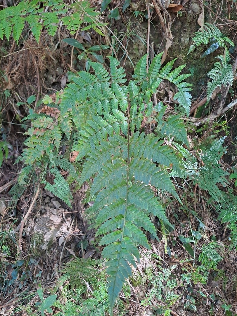 Dryopteris hendersonii photo 5