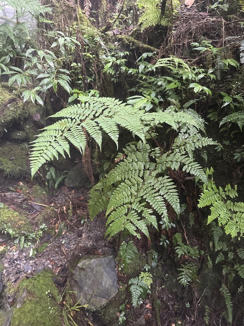 Dryopteris hendersonii photo 6