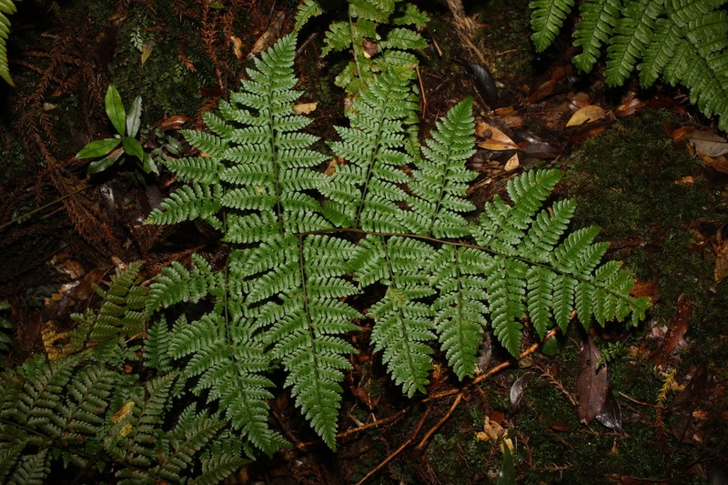 Dryopteris hendersonii photo 7