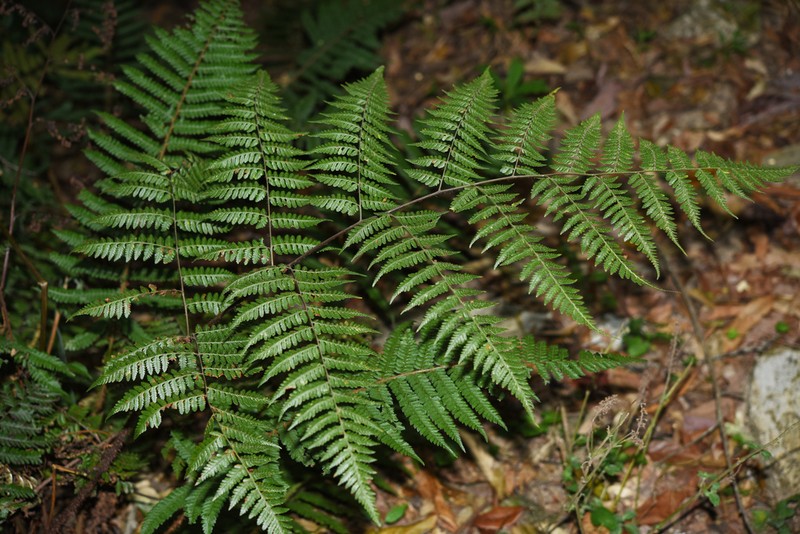 Dryopteris hendersonii photo 8