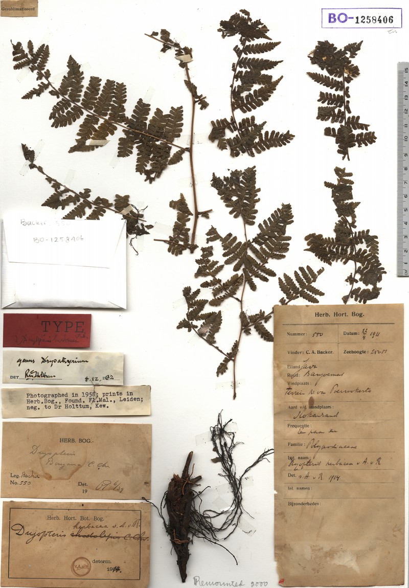 Dryopteris herbacea