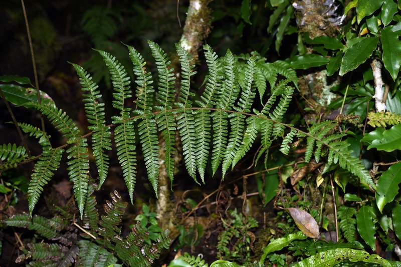 Dryopteris heterolaena