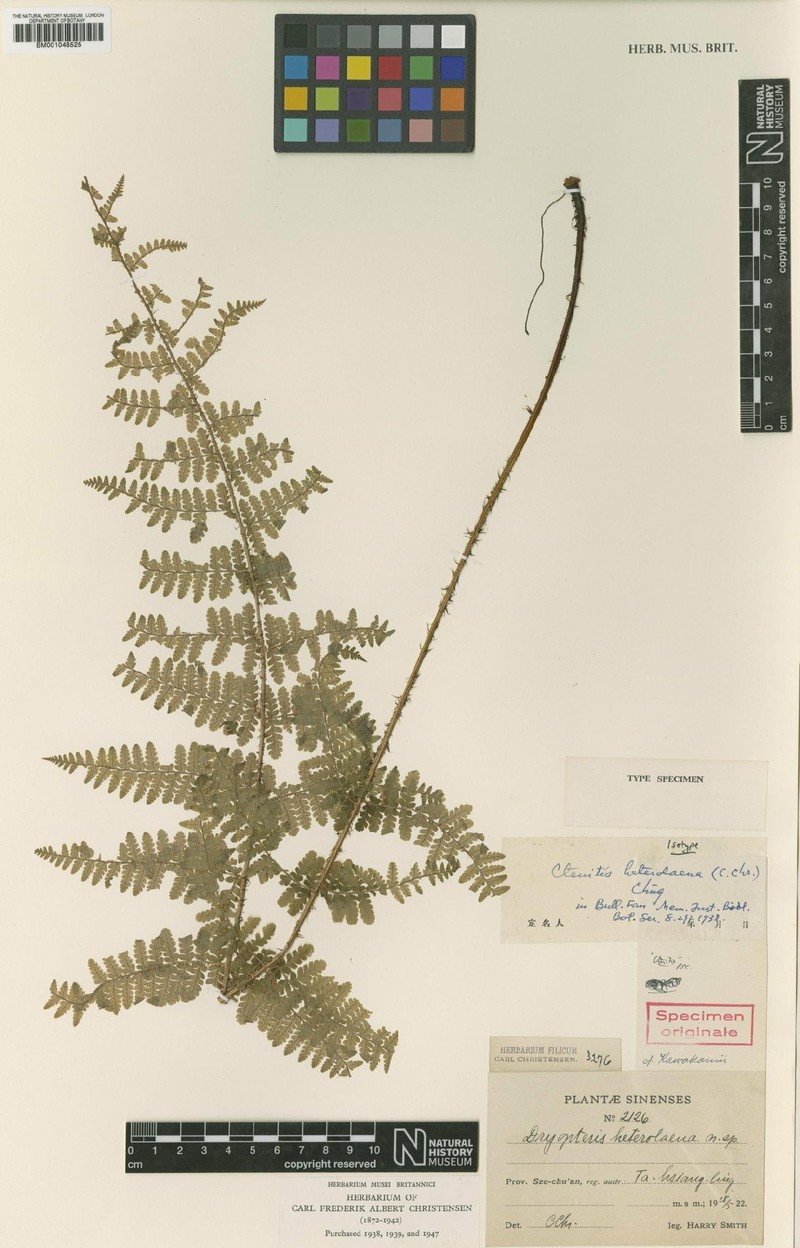 Dryopteris heterolaena photo 2