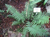 Dryopteris hirtipes