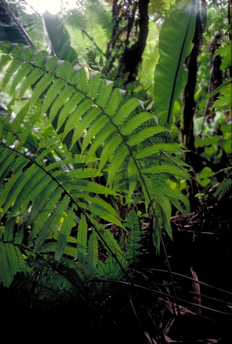 Dryopteris hirtipes photo 2
