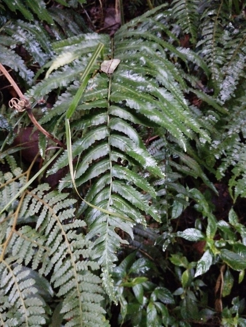 Dryopteris hirtipes photo 3