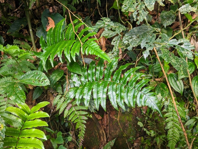 Dryopteris hirtipes photo 4