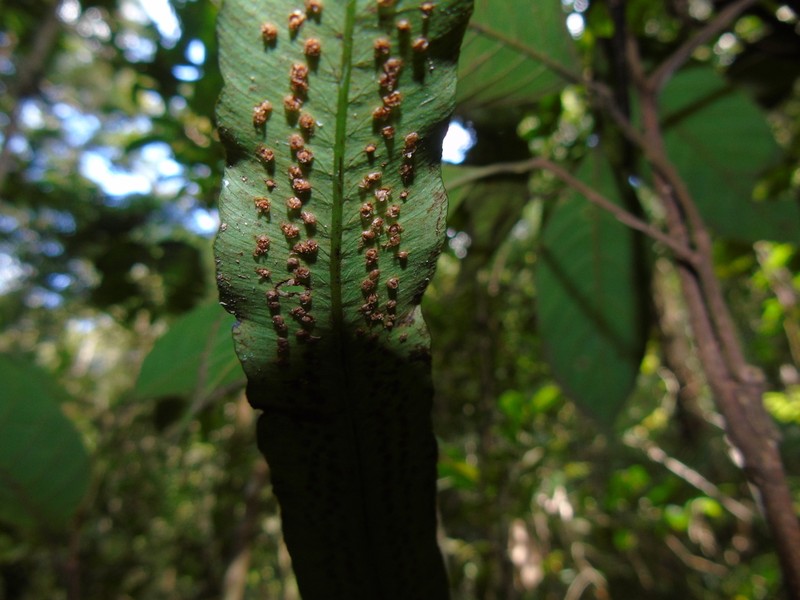 Dryopteris hirtipes photo 5