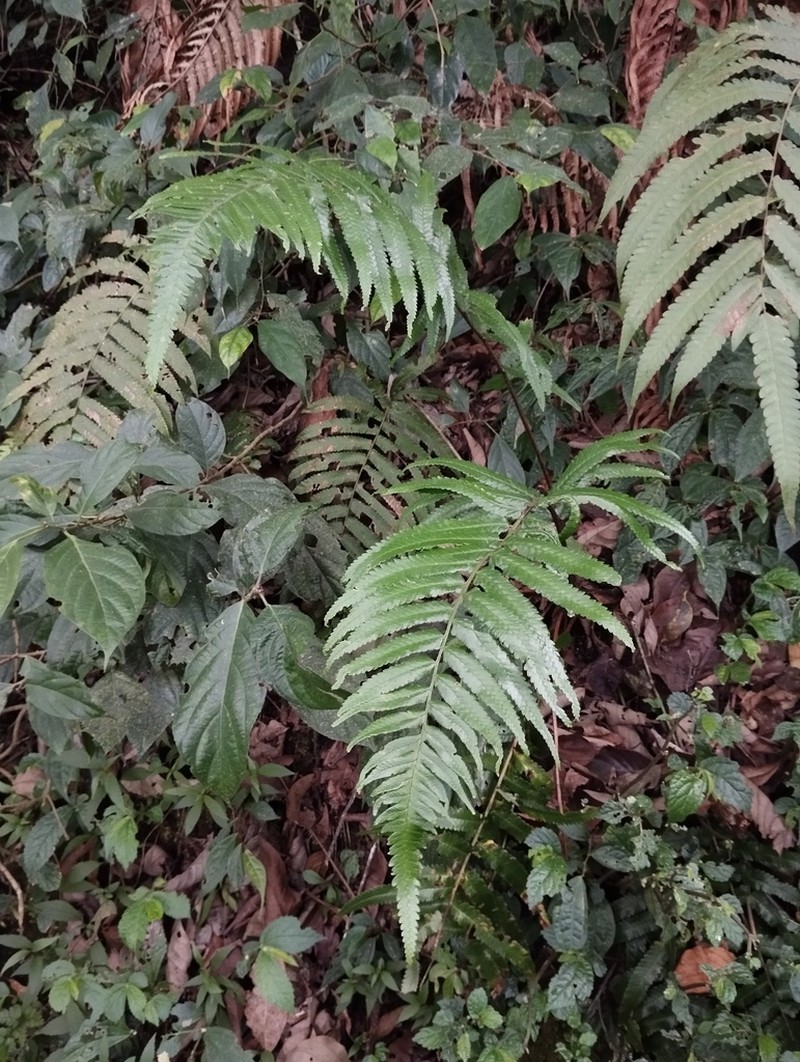 Dryopteris hirtipes photo 6