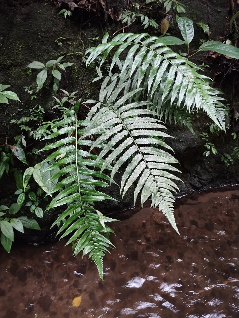 Dryopteris hirtipes photo 7