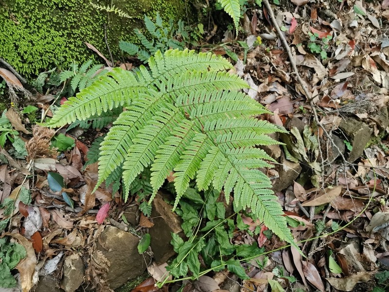 Dryopteris hondoensis
