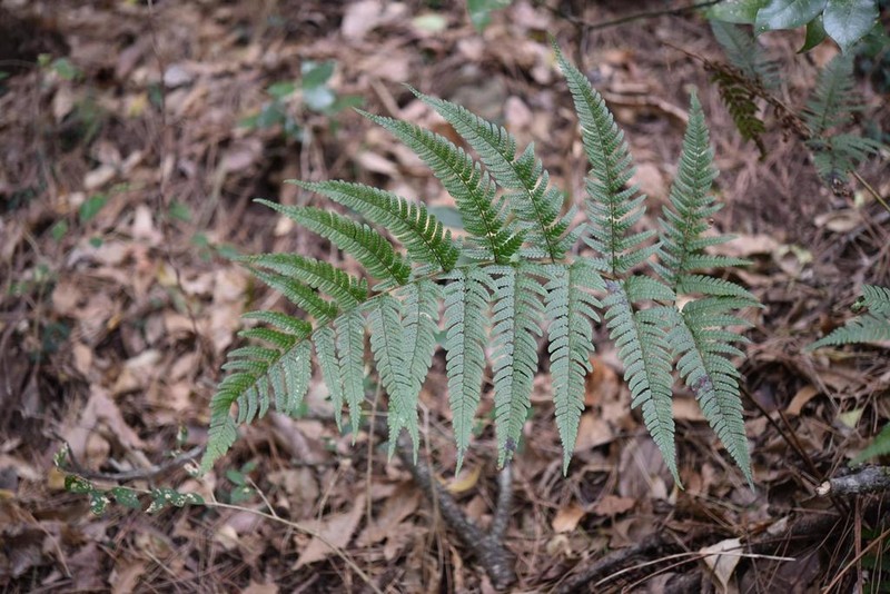 Dryopteris hondoensis photo 2