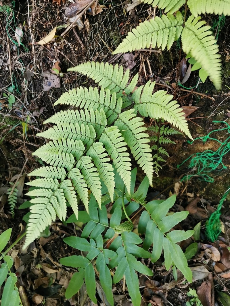 Dryopteris hondoensis photo 3