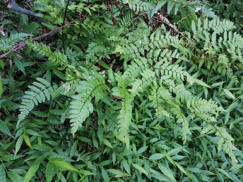 Dryopteris hondoensis photo 4