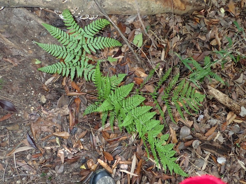 Dryopteris hondoensis photo 5