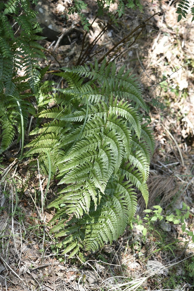 Dryopteris hondoensis photo 6