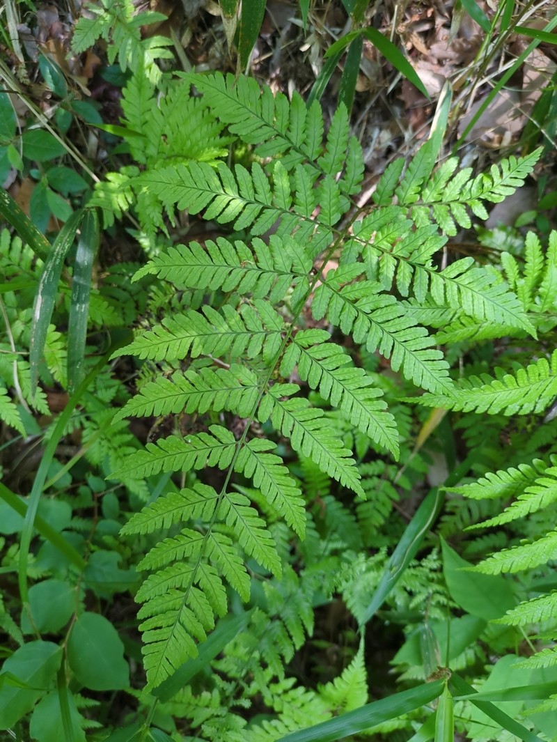 Dryopteris hondoensis photo 7