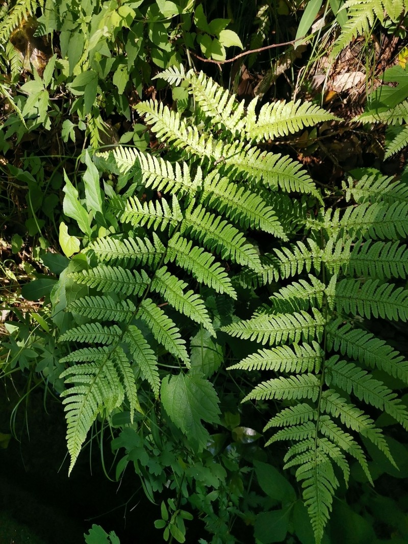 Dryopteris hondoensis photo 8