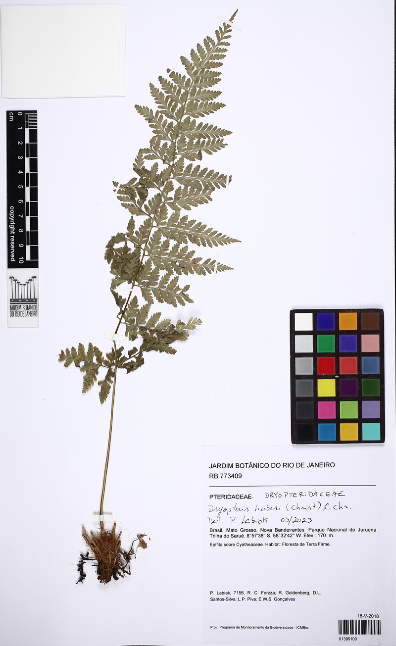 Dryopteris huberi