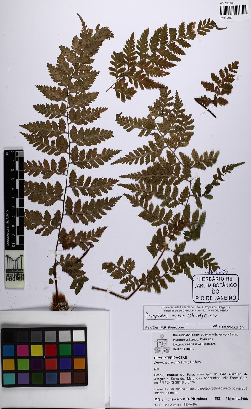 Dryopteris huberi photo 2