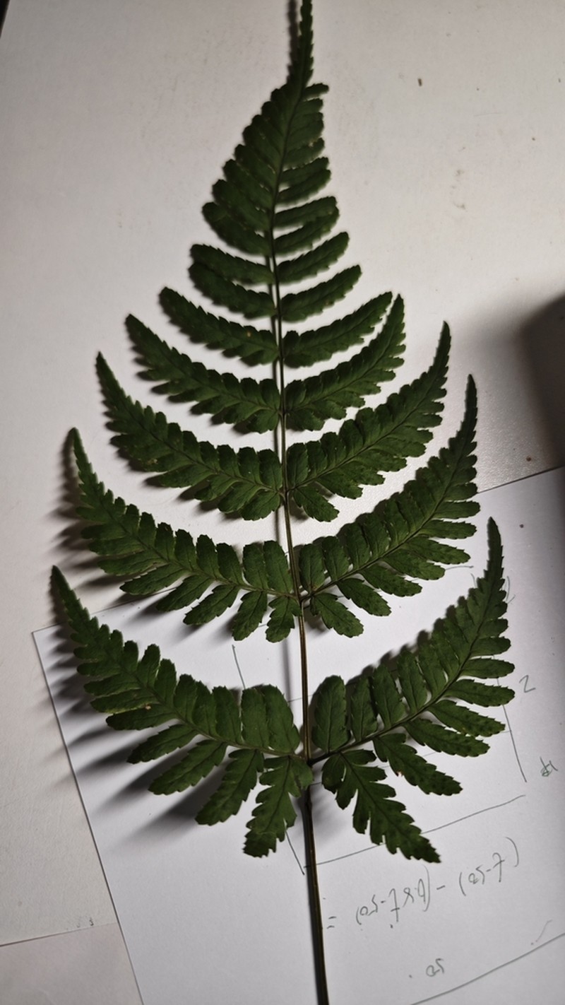 Dryopteris immixta