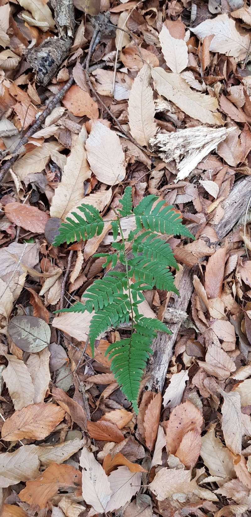 Dryopteris immixta photo 2