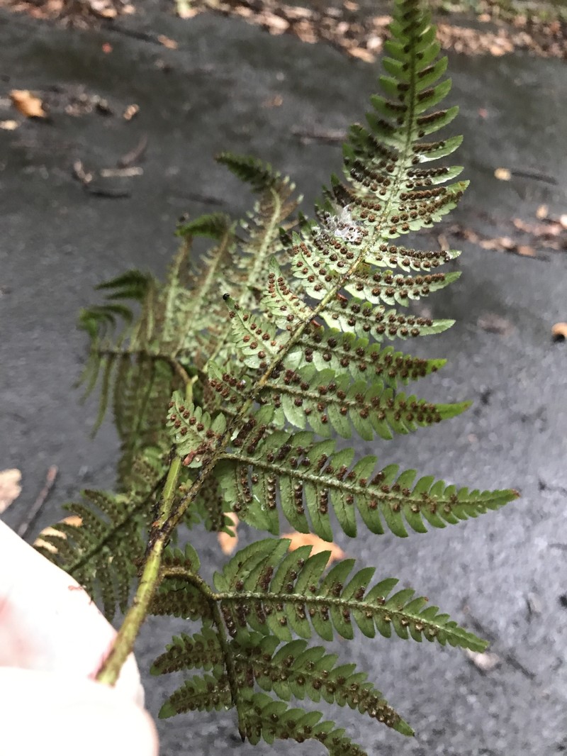 Dryopteris immixta photo 3