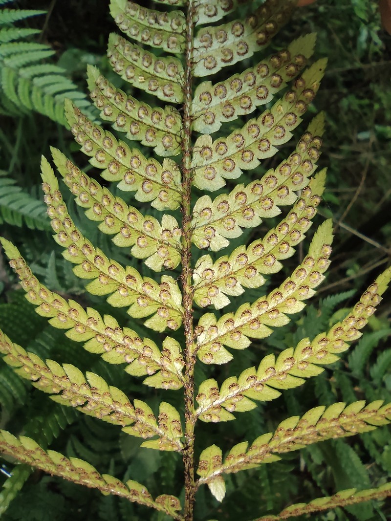 Dryopteris immixta photo 4