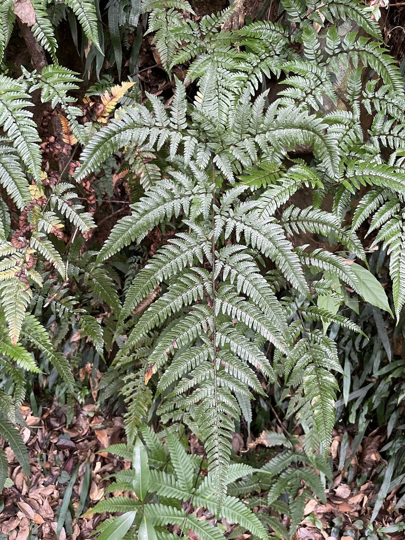 Dryopteris immixta photo 5