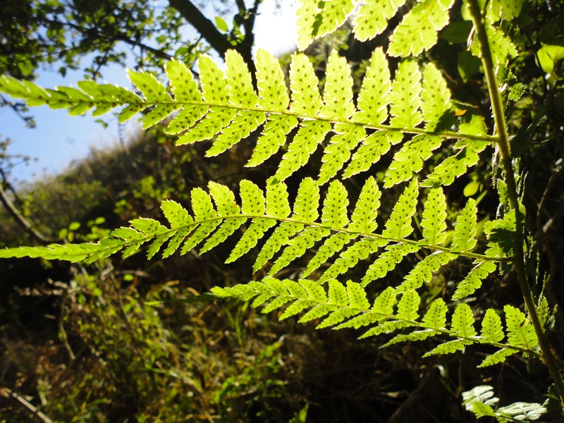 Dryopteris inaequalis