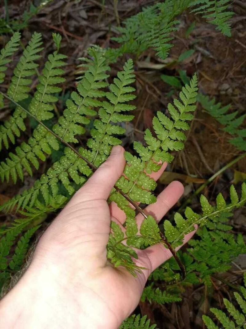 Dryopteris inaequalis photo 2