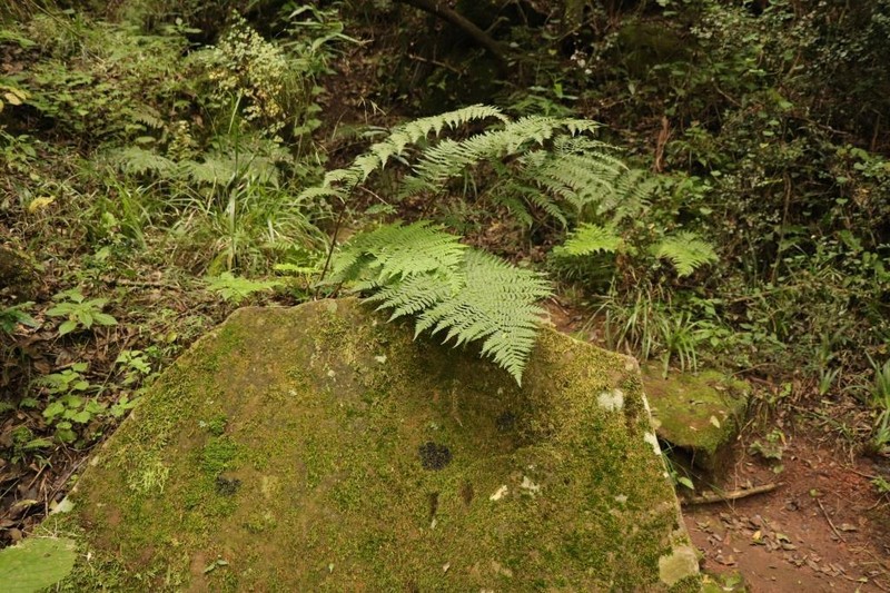 Dryopteris inaequalis photo 3