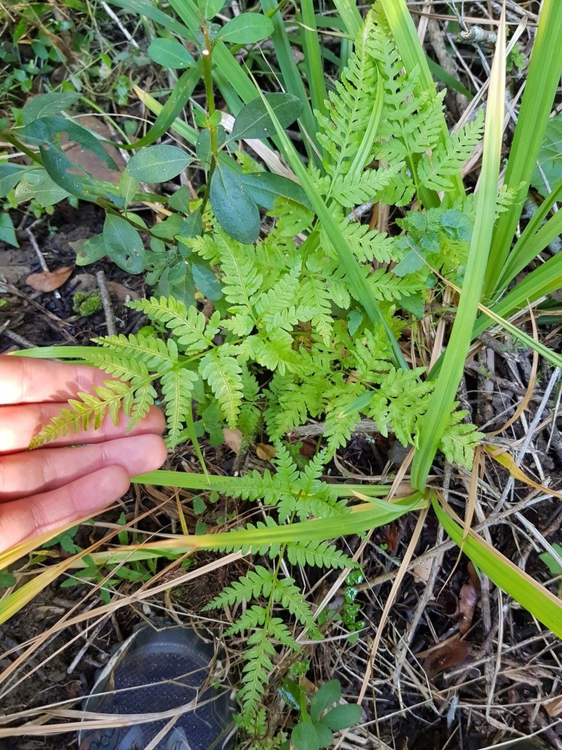 Dryopteris inaequalis photo 4