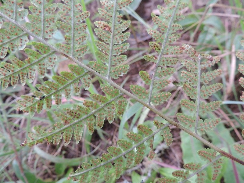 Dryopteris inaequalis photo 5