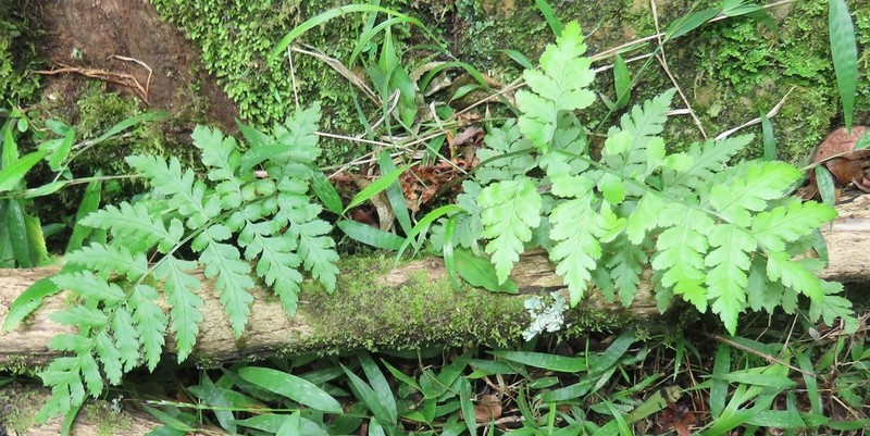 Dryopteris inaequalis photo 6