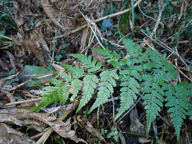 Dryopteris inaequalis photo 7