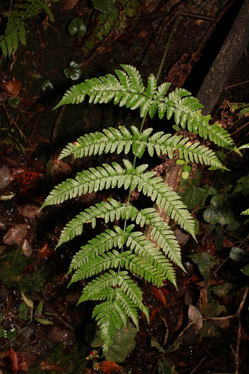 Dryopteris indusiata