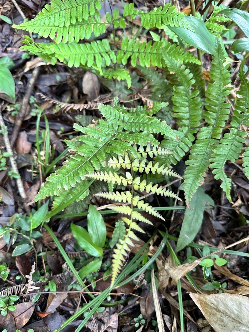 Dryopteris indusiata photo 2