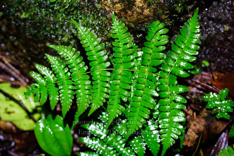 Dryopteris indusiata photo 3