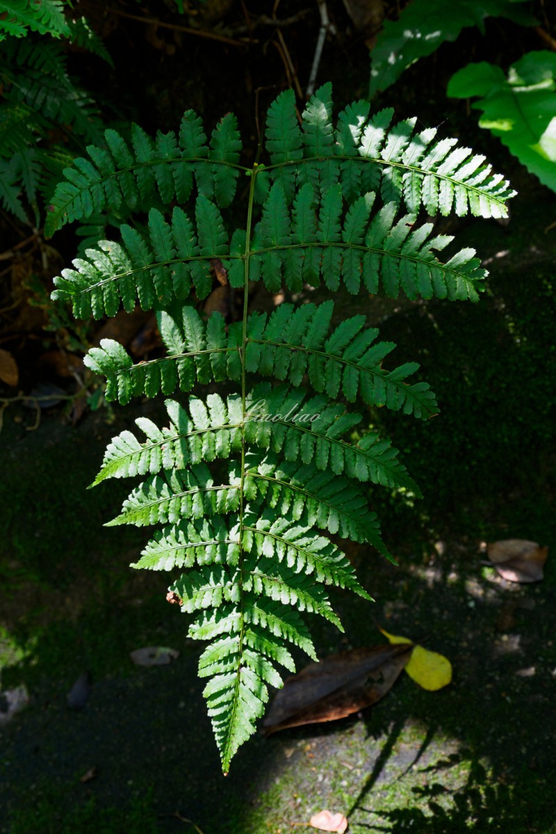 Dryopteris indusiata photo 4