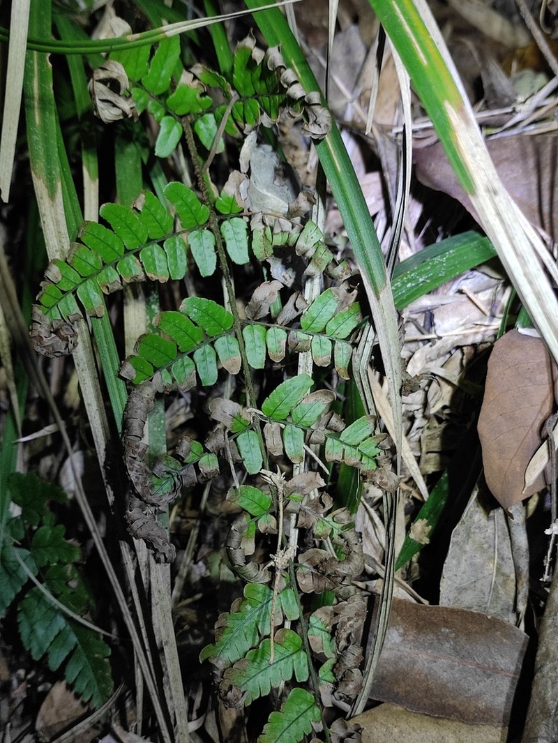 Dryopteris indusiata photo 5