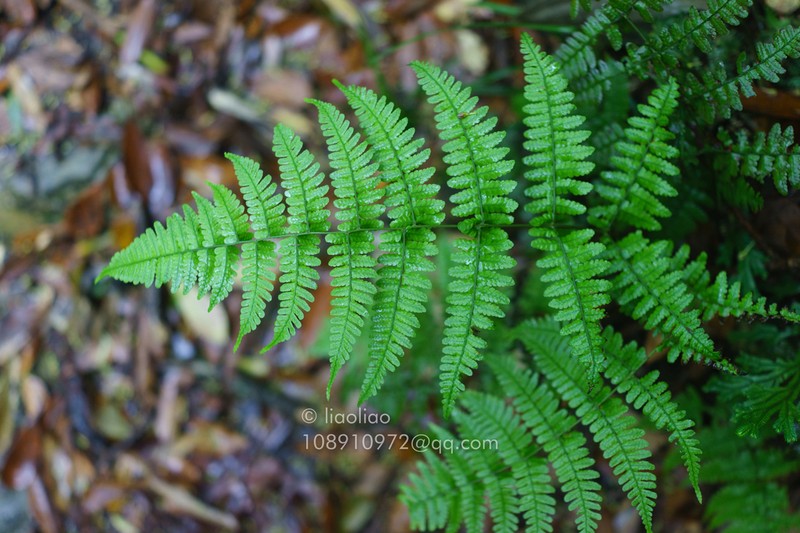 Dryopteris indusiata photo 6