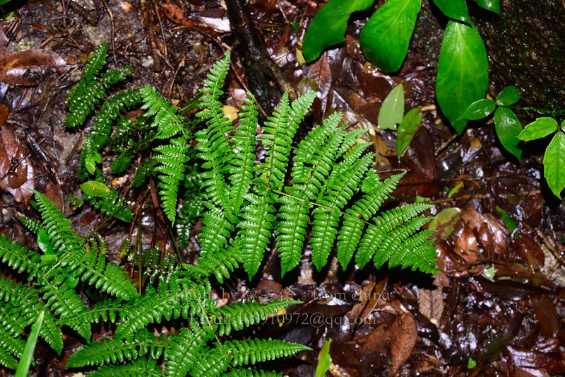 Dryopteris indusiata photo 7